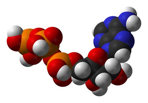 7.4C: ATP Yield - Biology LibreTexts