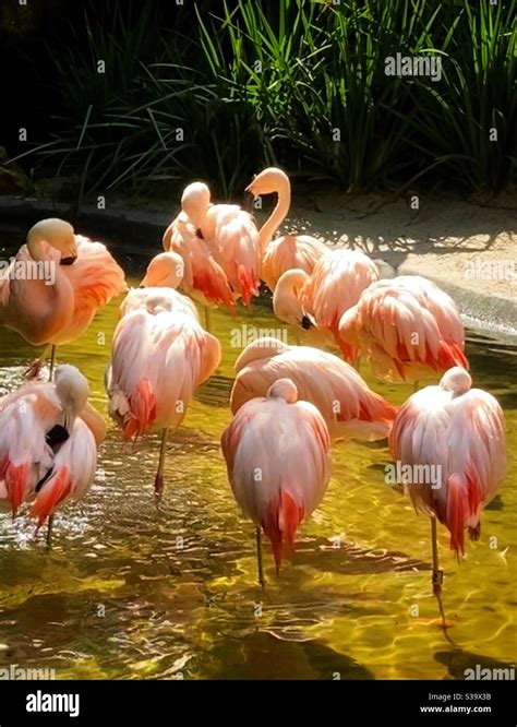 Sunken gardens florida hi-res stock photography and images - Alamy