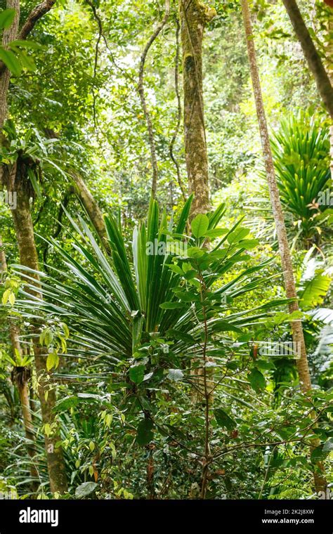 rainforest in Masoala national park, Madagascar Stock Photo - Alamy