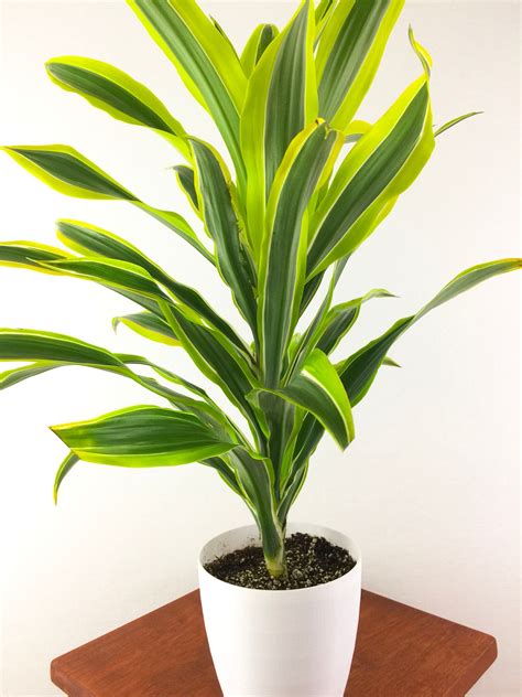 98 Best of How To Take Care Of Dracaena Lemon Lime Plant - insectza