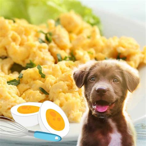 scrambled-eggs-for-dog-1024x1024.jpg