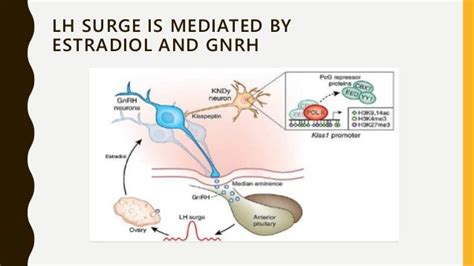 GnRH Agonist Versus GnRH Antagonist