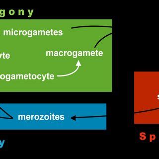 4 – General apicomplexan life cycle. Diagram by Beatriz Tomé ...