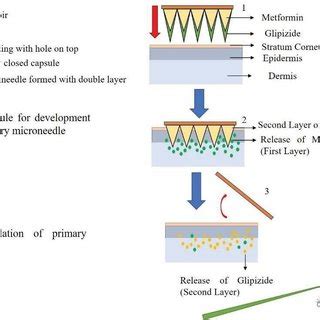 Mechanism of action of metformin & glipizide through double-layered ...