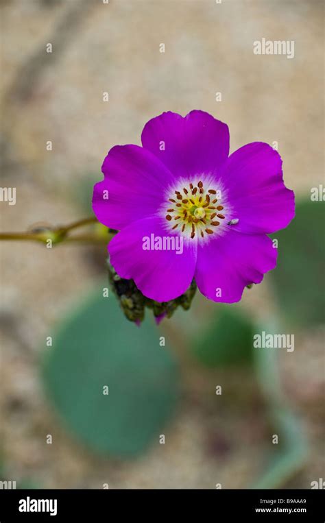 Flower in the Atacama Desert, wildflower Blooming Desert Chile Stock Photo - Alamy