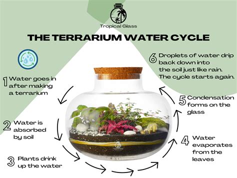 DIY Closed Terrarium Kit: A Journey to Tranquility - Tropical Glass