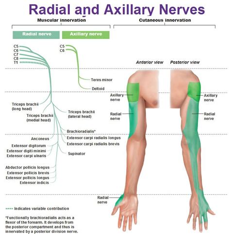 Radial and axillary nerves muscular and cutaneous innervation ...