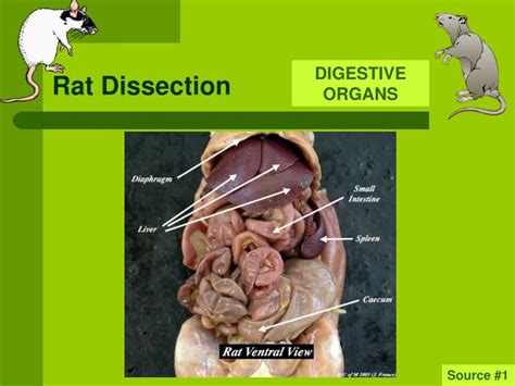 Internal Anatomy Of A Rat