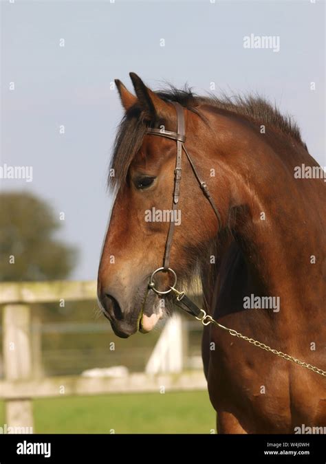 Bay shire horse hi-res stock photography and images - Alamy