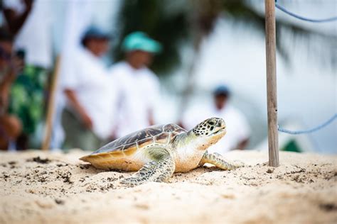 Turtle Release - Cayman Turtle Conservation and Education Centre