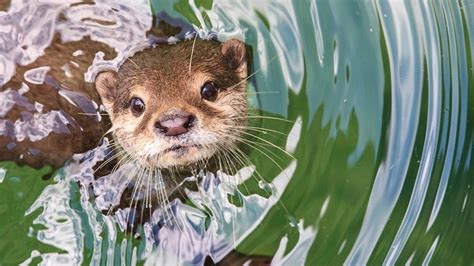 Three rare river otters disappear from North Carolina animal sanctuary ...