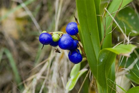 berries of dianella tasmanica - flax lily | zazah w. | Flickr