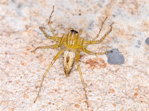 Yellow Lynx Spider 3749740 Stock Photo at Vecteezy