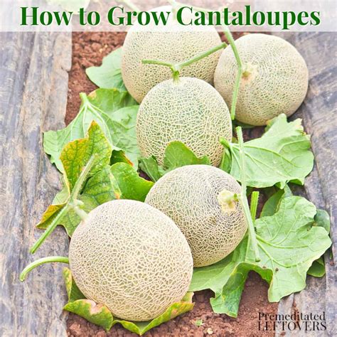 18+ Irresistible Planting Cantaloupe Seeds | Inspiratif Design