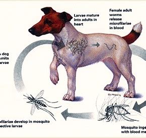 Why Prevention of Heartworm Disease is the Best Treatment