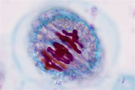 Meiosis Under Microscope