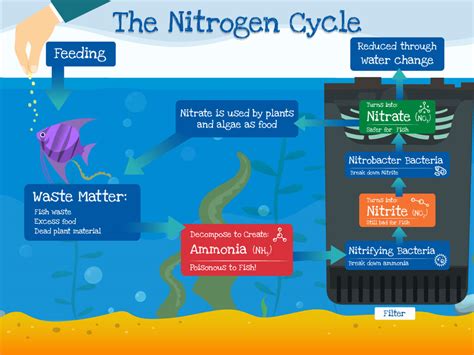 Interpet - Understanding the Nitrogen cycle