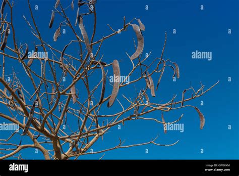 Egyptian Acacia. Vachellia nilotica Stock Photo - Alamy