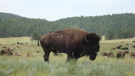 Custer, SD : Custer State Park: Bison photo, picture, image (South Dakota) at city-data.com