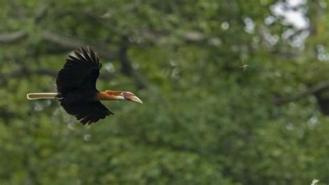 A wildlife photographer KA Dhanuparan tracks the endangered Narcondam ...