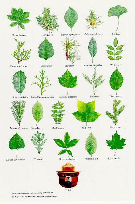 Identifying Trees by Their Leaves | ... .treephotoss.com/images/how-to ...