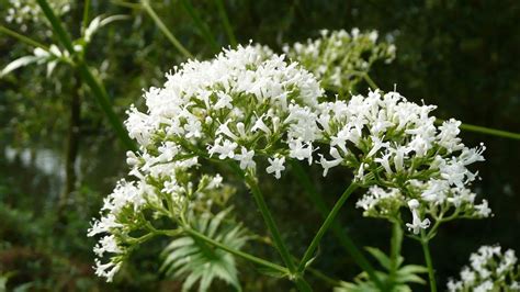 Valerian - characteristics, cultivation, care and use - live-native.com