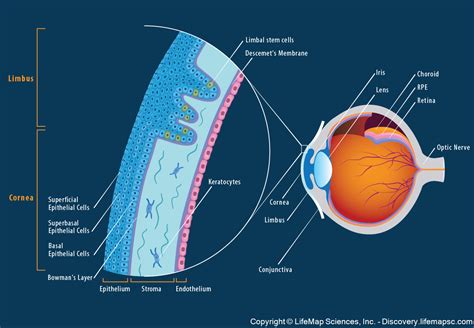 The Anatomy and Structure of the Adult Human Cornea infographic - LifeMap Discovery