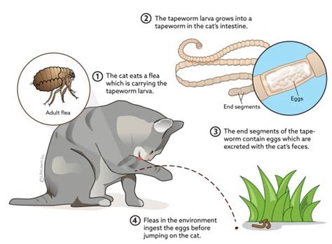 What Do Tapeworms Look Like In Dog Poop