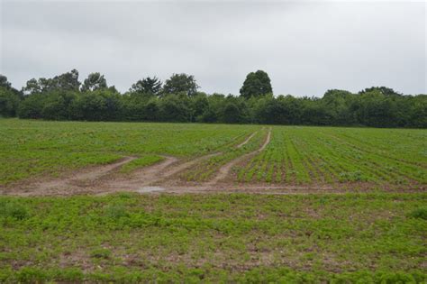 Arable crops © N Chadwick :: Geograph Britain and Ireland