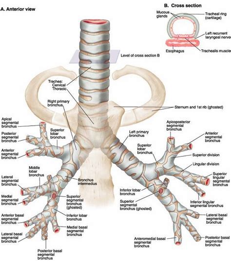 Ovid: Lippincott Williams & Wilkins Atlas of Anatomy | Human anatomy and physiology, Medical ...