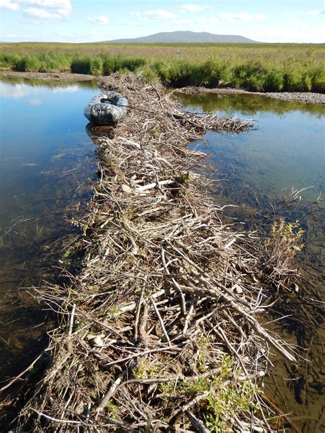 The Unusual Connection Between Beavers, Permafrost And Climate Change | Here & Now