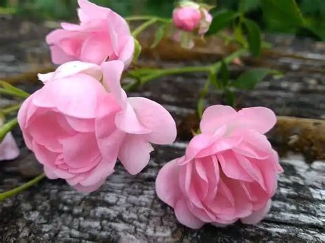 These Are the Easiest Rose Bush Varieties to Grow - rachelrabbitwhite.com