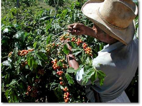 Harvesting Coffee Beans - CoffeeResearch.org