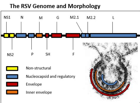 Respiratory Syncytial Virus (RSV) | British Society for Immunology