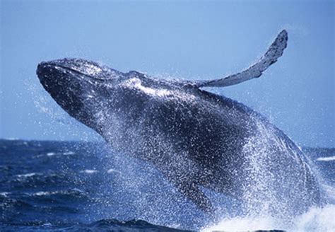 The Whales of Monterey Bay | Santa Cruz Whale Watching | By Stagnaro ...