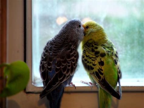 my budgies | Budgies, Animals, Birds