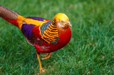 Golden Pheasant : r/interestingasfuck