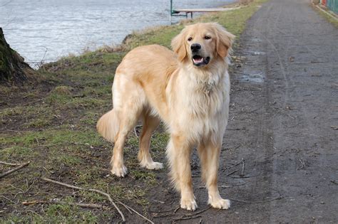 File:Blond Hovawart female (10months).JPG - Wikimedia Commons