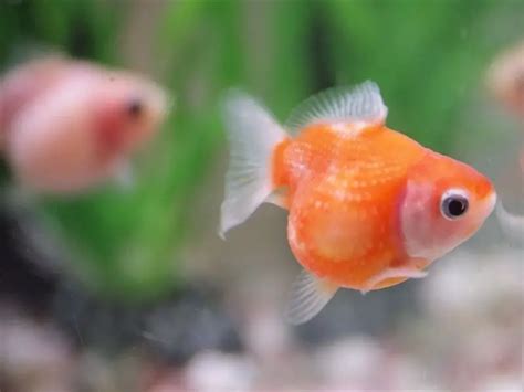 Pearlscale Goldfish Care Guide & Species Profile | Fishkeeping World