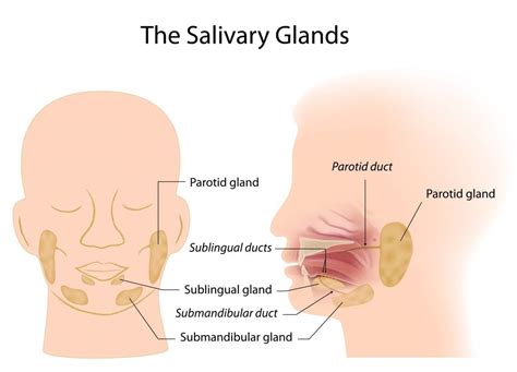 Salivary Glands | Ear, Nose & Throat Care Center