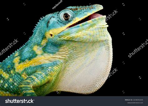 1 Anolis Equestris Potior Images, Stock Photos & Vectors | Shutterstock