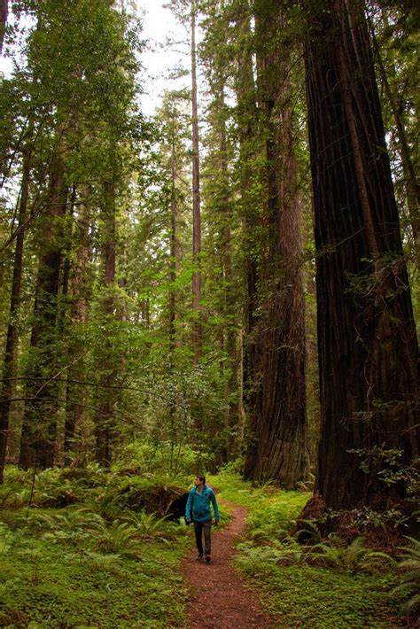 05.29. Alley of Giants | Humboldt redwoods state park, California hikes ...