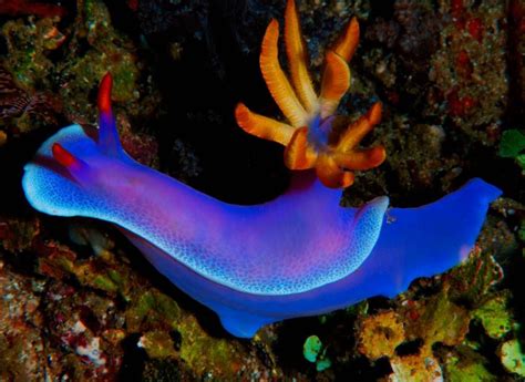 The Coolest Sea Animal You've Never Heard Of: The Nudibranch | Sea animals, Animals, Life aquatic
