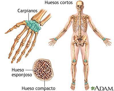 cuáles son los huesos cortos del sistema óseo - Brainly.lat