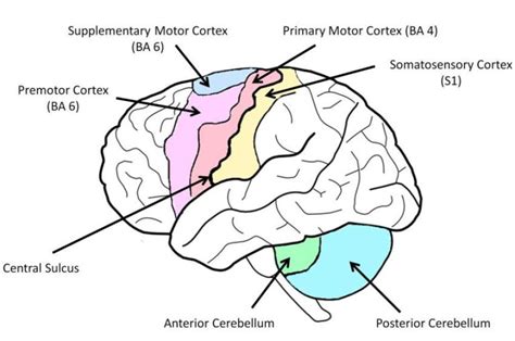 Neuroplasticity And Motor Imagery (Imagined Movement) Part 2