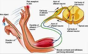 10 Difference Between Afferent and Efferent Neurons (With Table) - Core ...