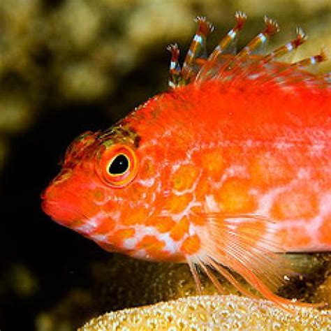 Paradise Pets: Hawkfish