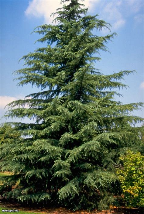 Cedrus Deodara | Deodar Cedar | Conifer plants, Cedrus deodara, Cedar trees