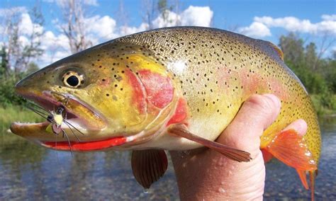 Jackson Hole Fly Fishing - Jackson Hole Wyoming Vacation Packages ...