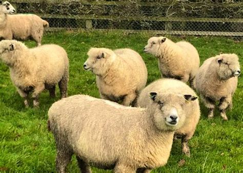 Ryeland Sheep For Sale | SellMyLivestock - The Online Livestock Marketplace